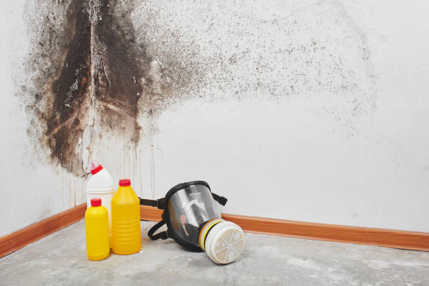 Best Professional Mold Removal  in Meggett, SC