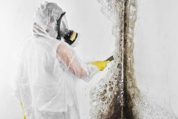 Best Mold Remediation  in Meggett, SC