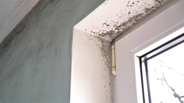 Best Certified Mold Removal  in Meggett, SC