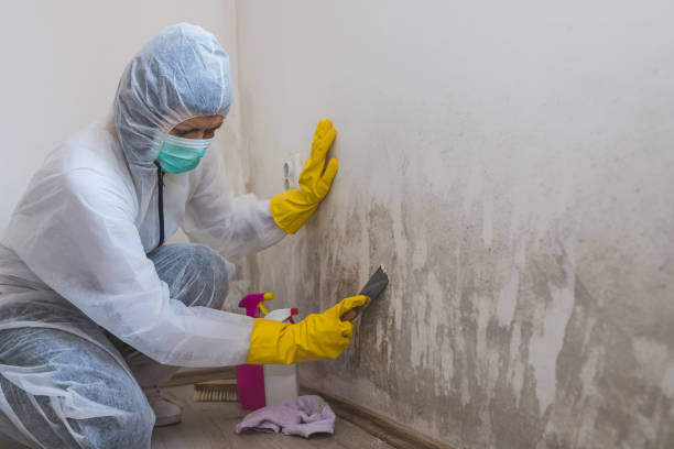 Best Black Mold Removal  in Meggett, SC
