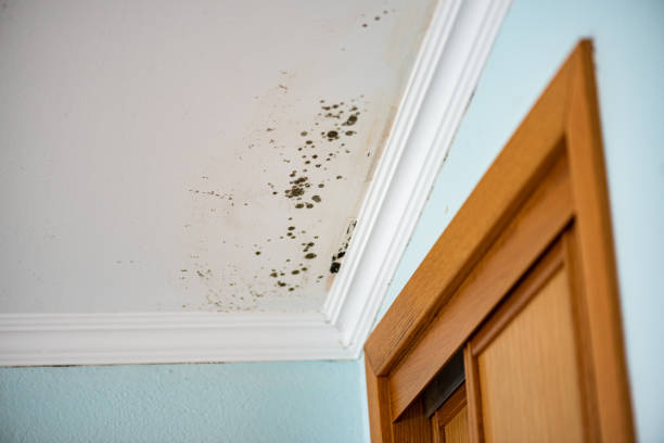 Professional Mold Removal in Meggett, SC