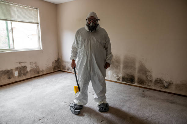 Mold Removal Process in Meggett, SC
