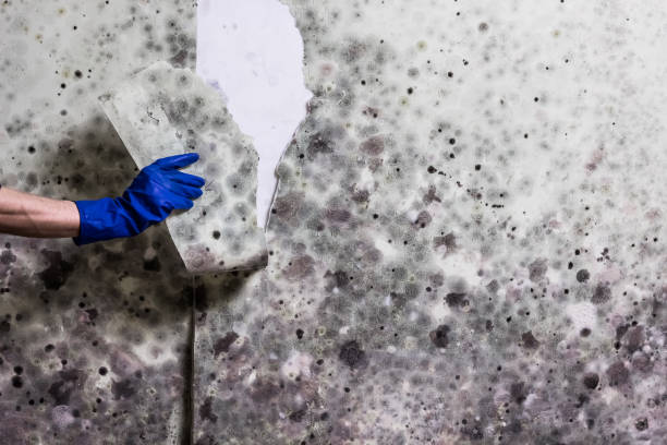 Best Affordable Mold Removal  in Meggett, SC