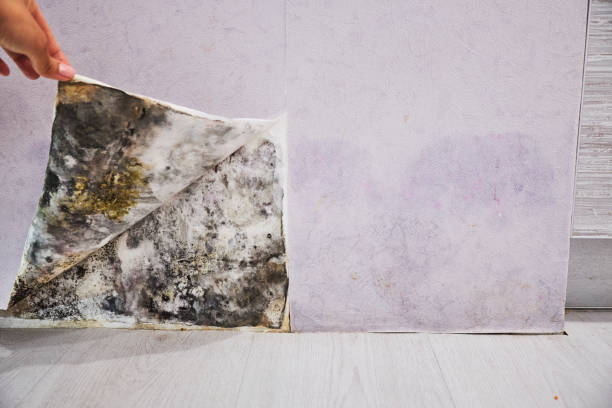 Best Local Mold Removal Service  in Meggett, SC
